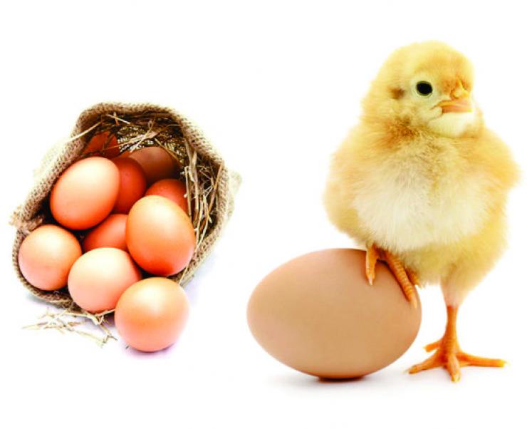 Phương pháp chăn nuôi gà nhiều thịt và trứng to